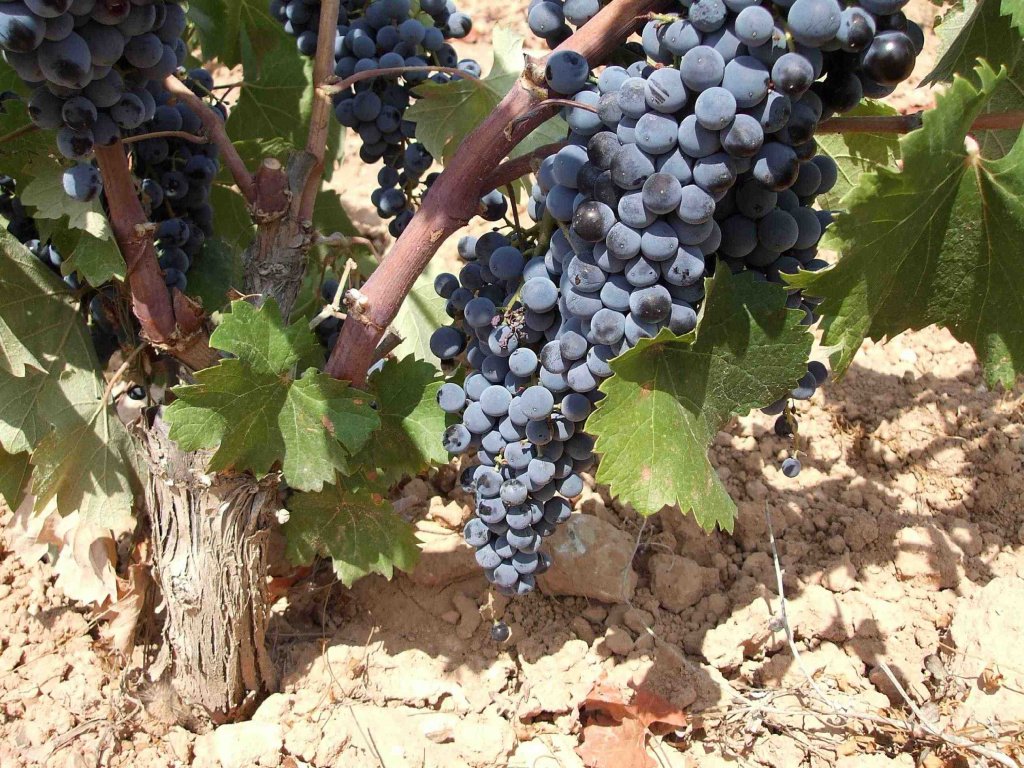 Монастрель или Мурведр - это черный виноград позднего созревания