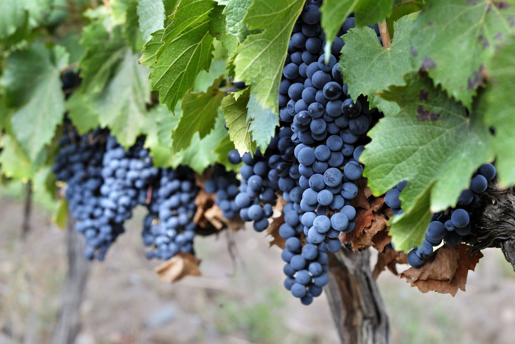 В 2003 году Роберт Паркет назвал Мальбек недооцененным виноградом