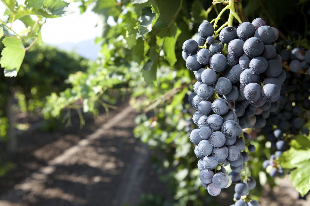 Сорт Неро д’Авола является визитной карточкой красных вин Сицилии