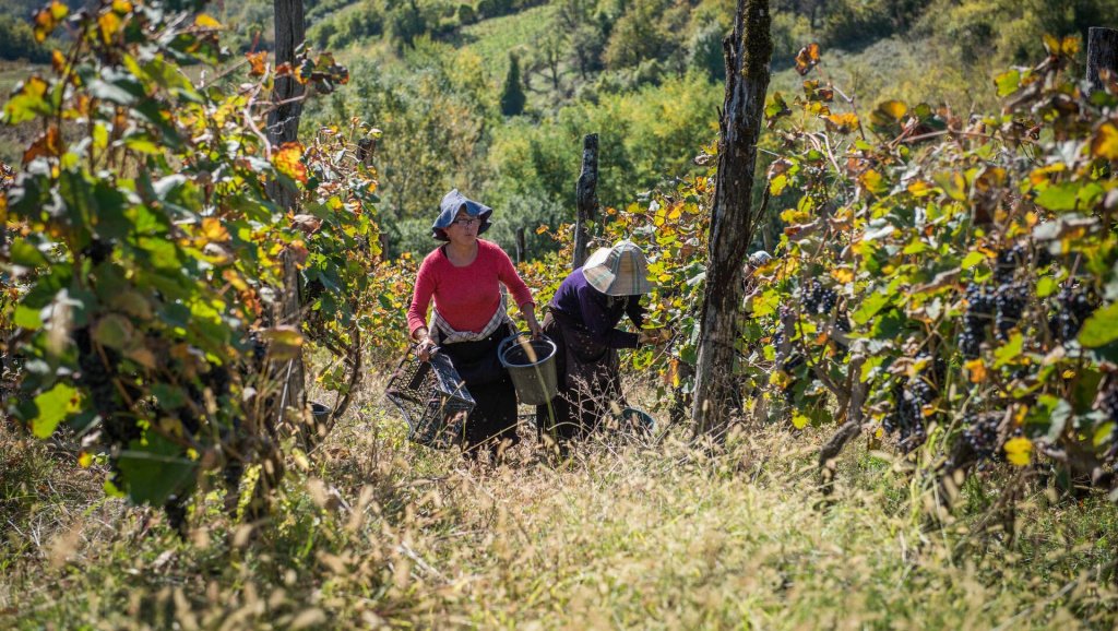 Урожай для вина Хванчкара собирают в конце октября - начале ноября