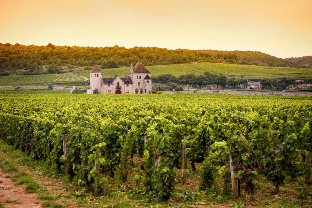 В середине 12 века вина Бордо стали поставлять на экспорт