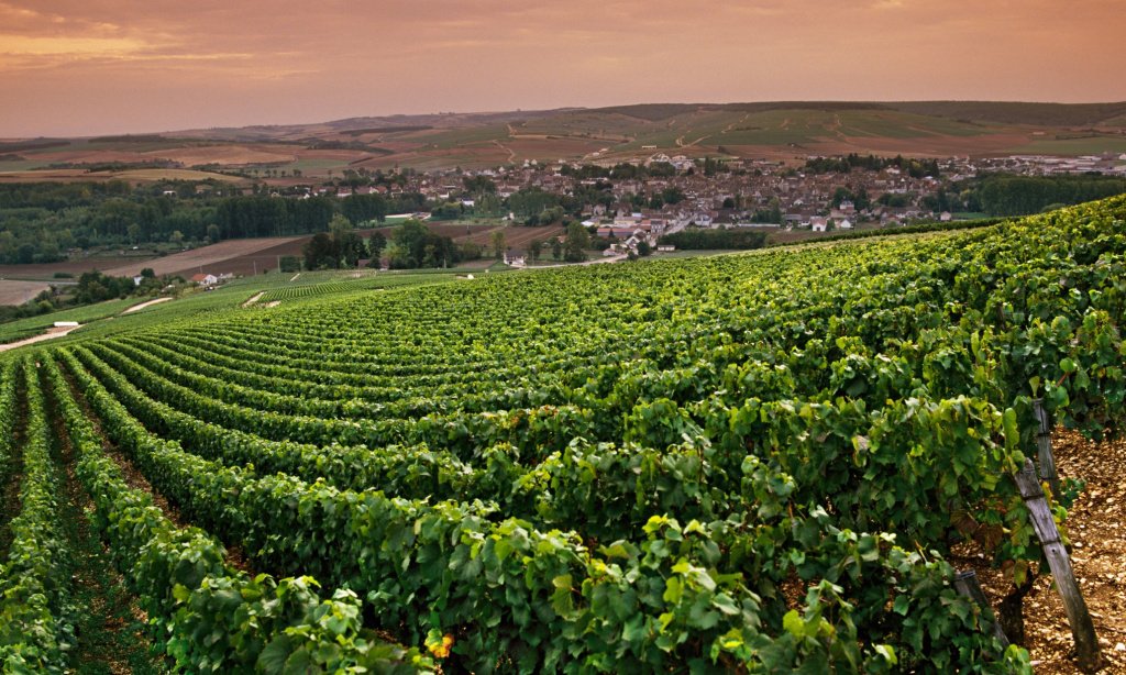 Виноградники Шабли получили статус AOC в 1938 году.