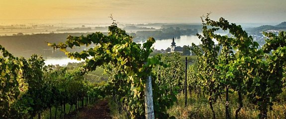 Райнхессен: Земля благородного вина и непревзойденного вкуса