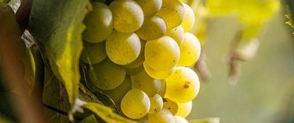 Lugana DOC – яркие и свежие белые вина