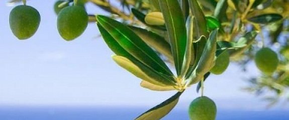 Оливковое чудо из Испании