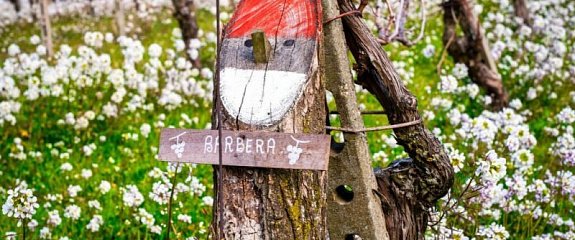 Барбера – все о сорте винограда Барбера – все о сорте винограда