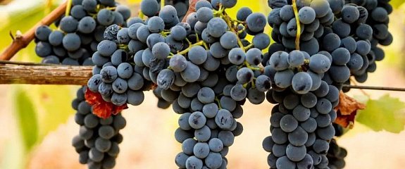 День Сира: подборка вин от наших кавистов