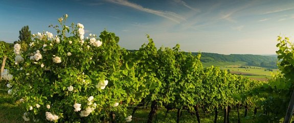 Почему виноград с одного поля даёт разный вкус