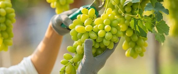 Космическая энергия и виноделие Космическая энергия и виноделие