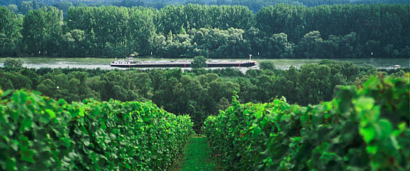 Виноделие Германии: Рейнгау