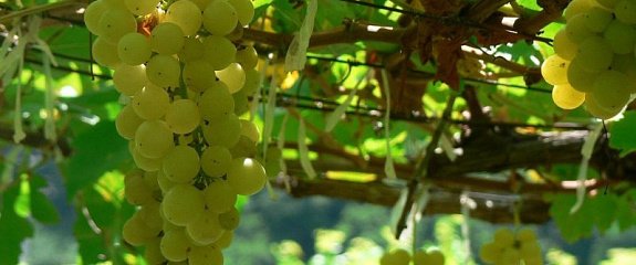 Международный день Шенен Блан: рассказываем о винограде