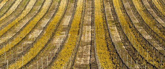 Как виноделы борются с изменением климата