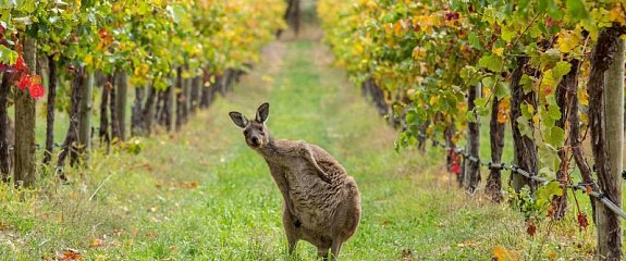 Австралийские вина и их особенности